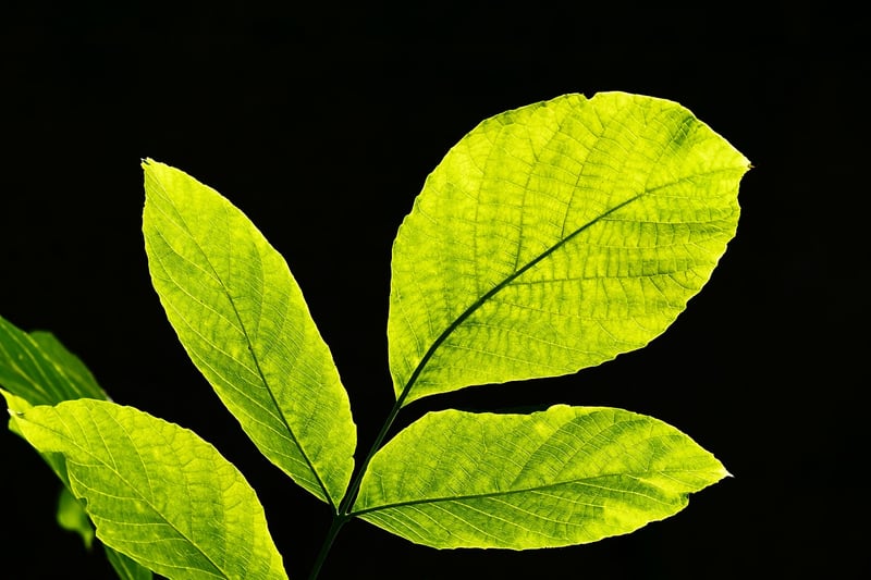 Botanical Prints