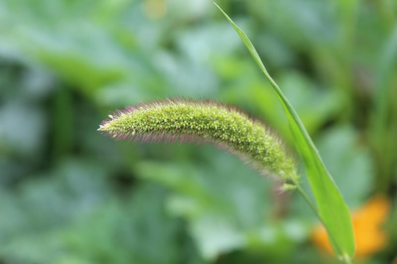 Organic Millets