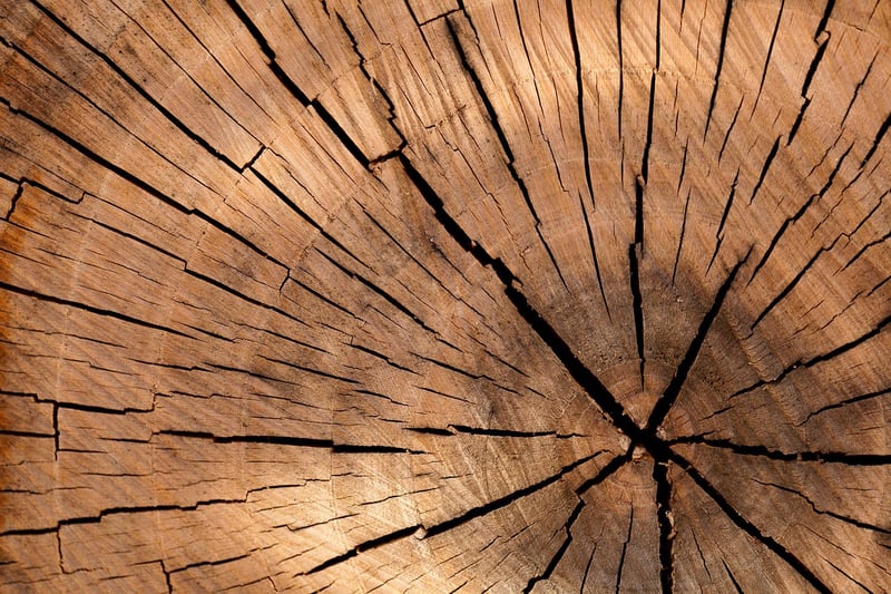 Tree Stump Side Table